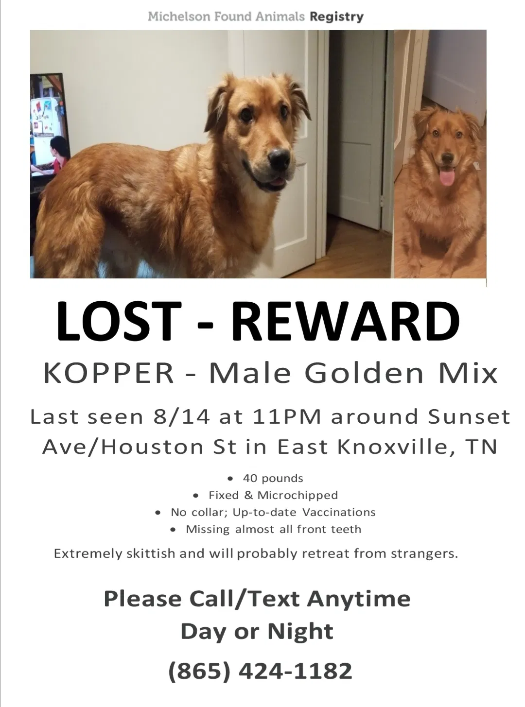 Lost dog in Knoxville, TN, 37914