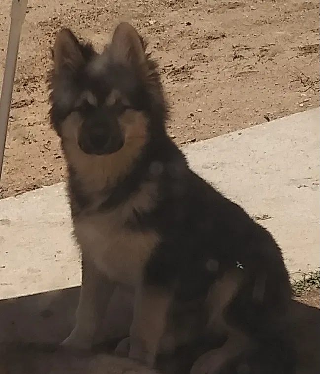 Lost dog in Riverside, CA, 92503
