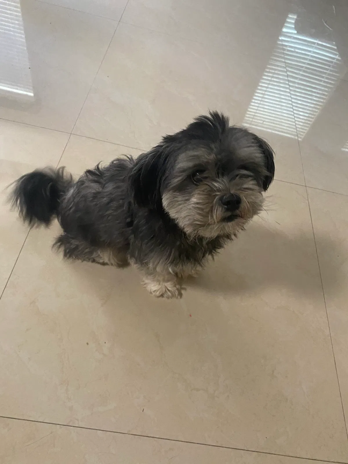 Lost dog in Edinburg, TX, 78541