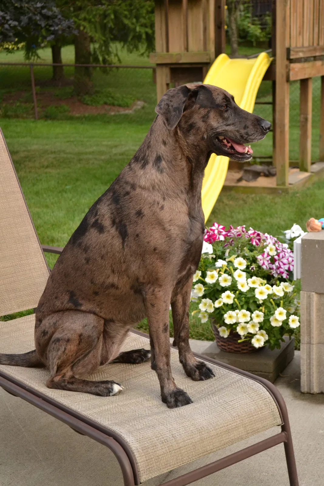 Lost dog in Middletown, OH, 45042