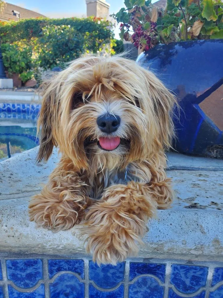 Lost dog in Perris, CA, 92571