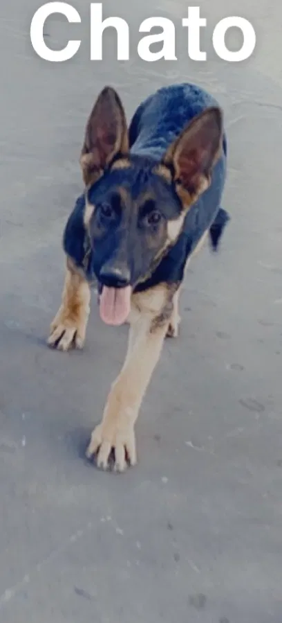 Lost dog in Caruthers, CA, 93609
