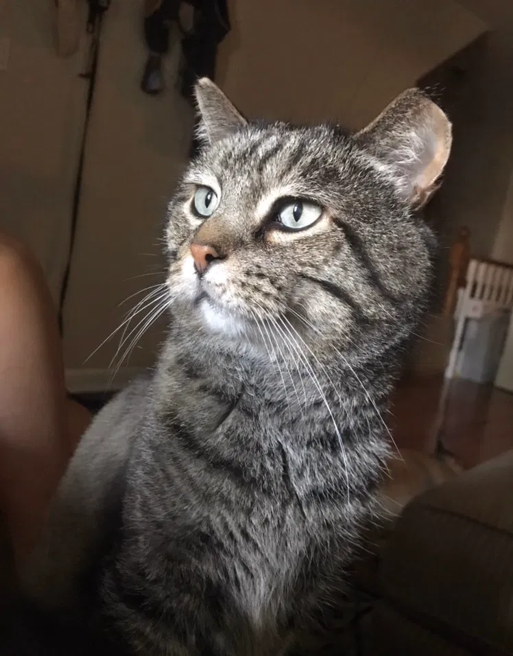 Lost cat in O Fallon, MO, 63368