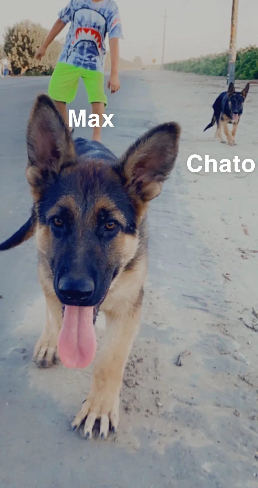 Lost dog in Caruthers, CA, 93609