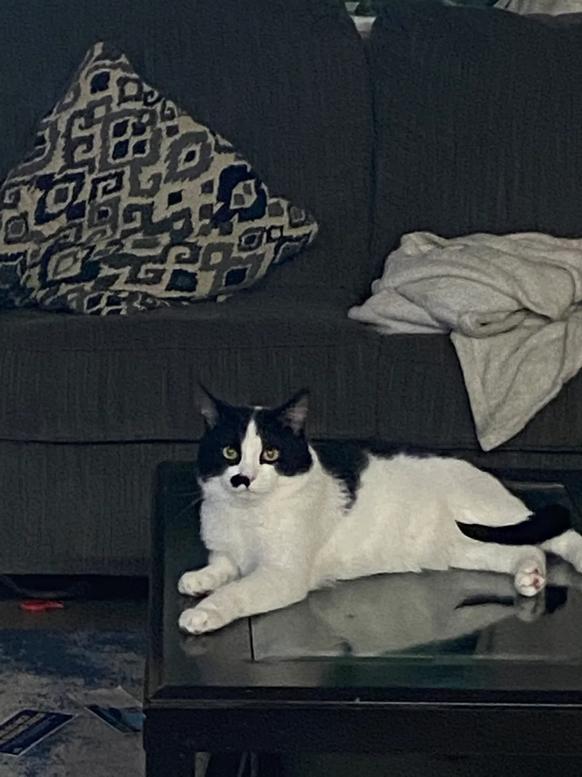 Lost cat in Peoria, AZ, 85345
