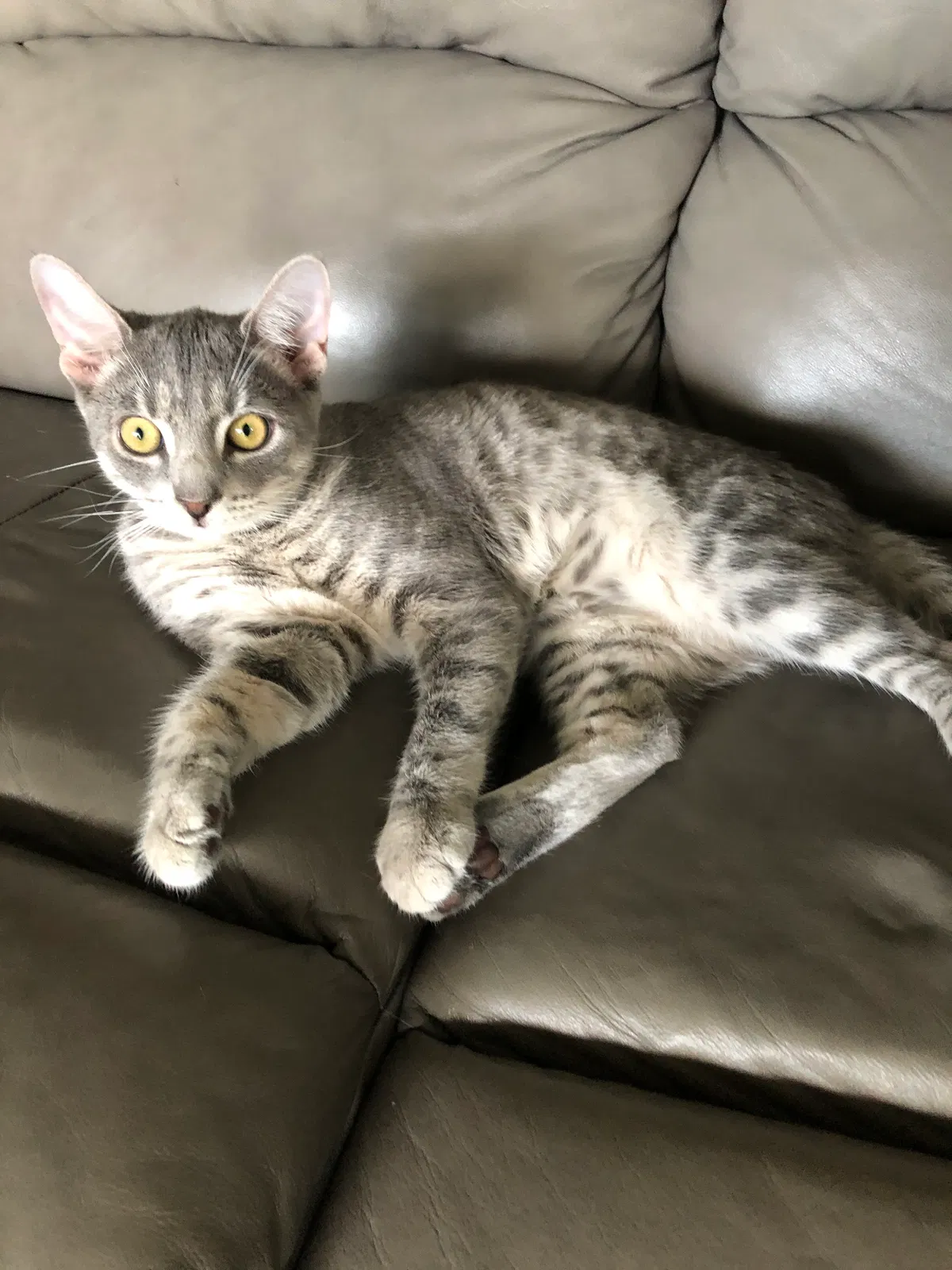Lost cat in Fort Myers, FL, 33913