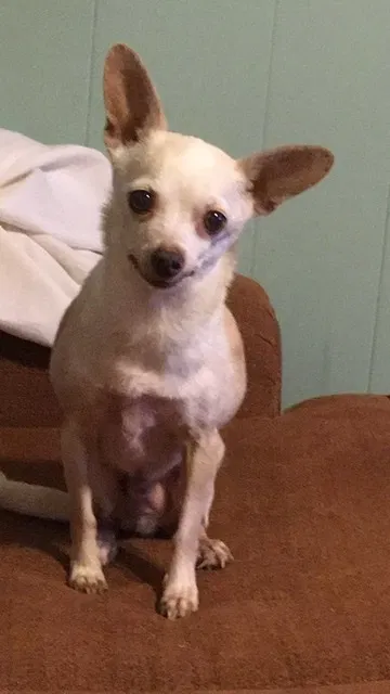 Lost dog in New Iberia, LA, 70560