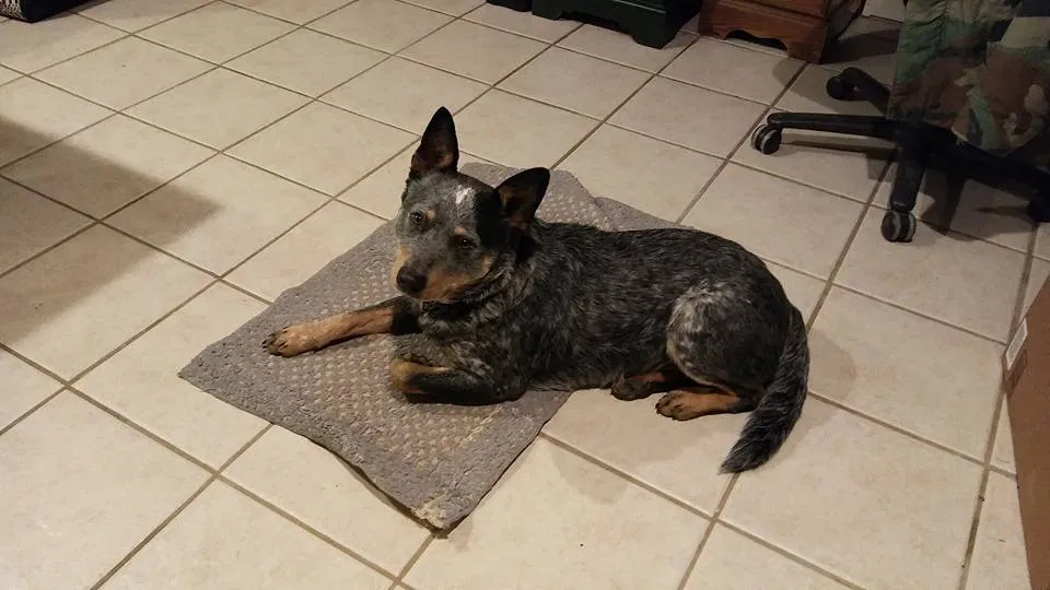 Lost dog in Harrodsburg, KY, 40330