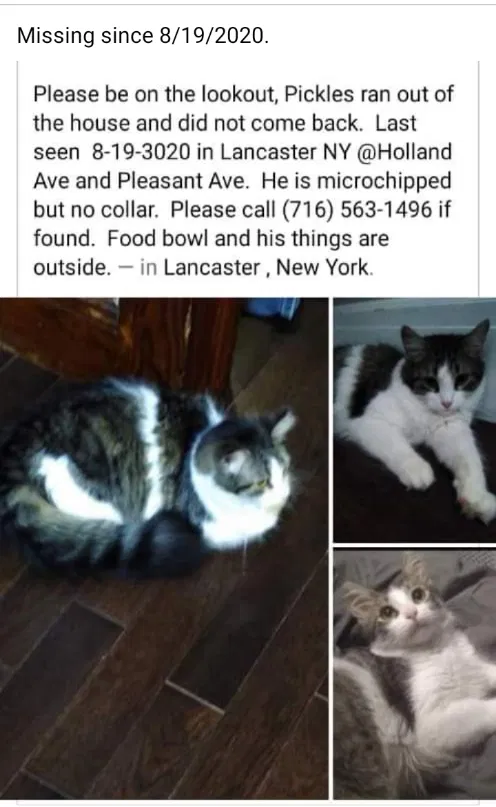 Lost cat in Lancaster, NY, 14086