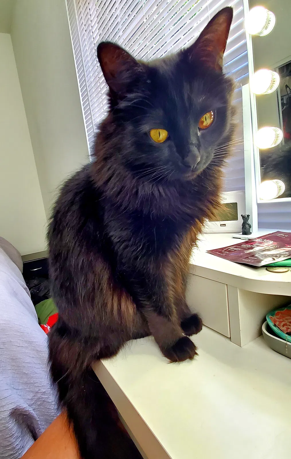 Lost cat in Lake Elsinore, CA, 92530