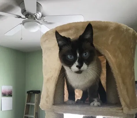 Lost cat in West Des Moines, IA, 50266