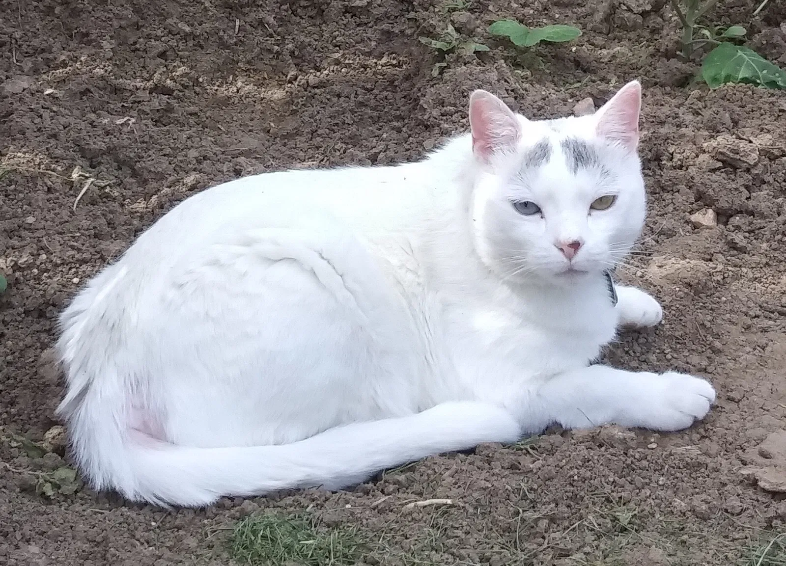 Lost cat in Windsor, CO, 80550