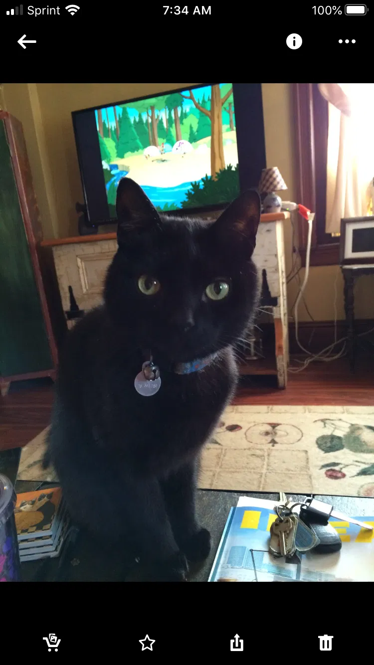 Lost cat in East Greenville, PA, 18041