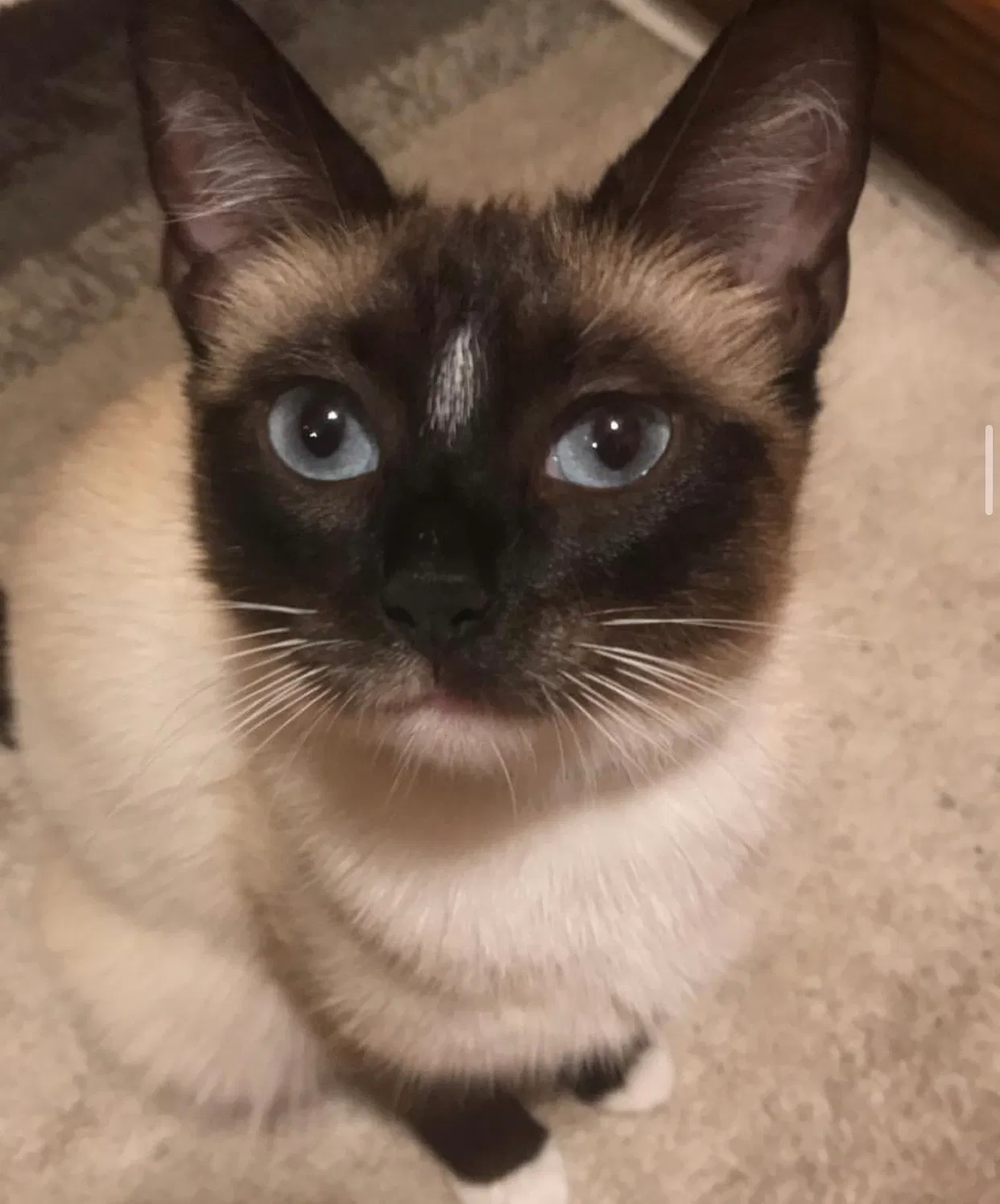 Lost cat in Toledo, OH, 43605