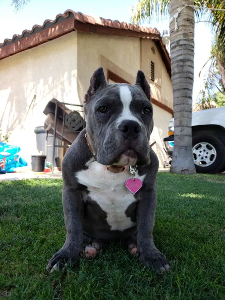Lost dog in Bakersfield, CA, 93307