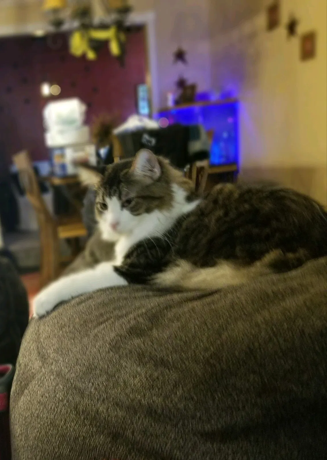 Lost cat in Lititz, PA, 17543