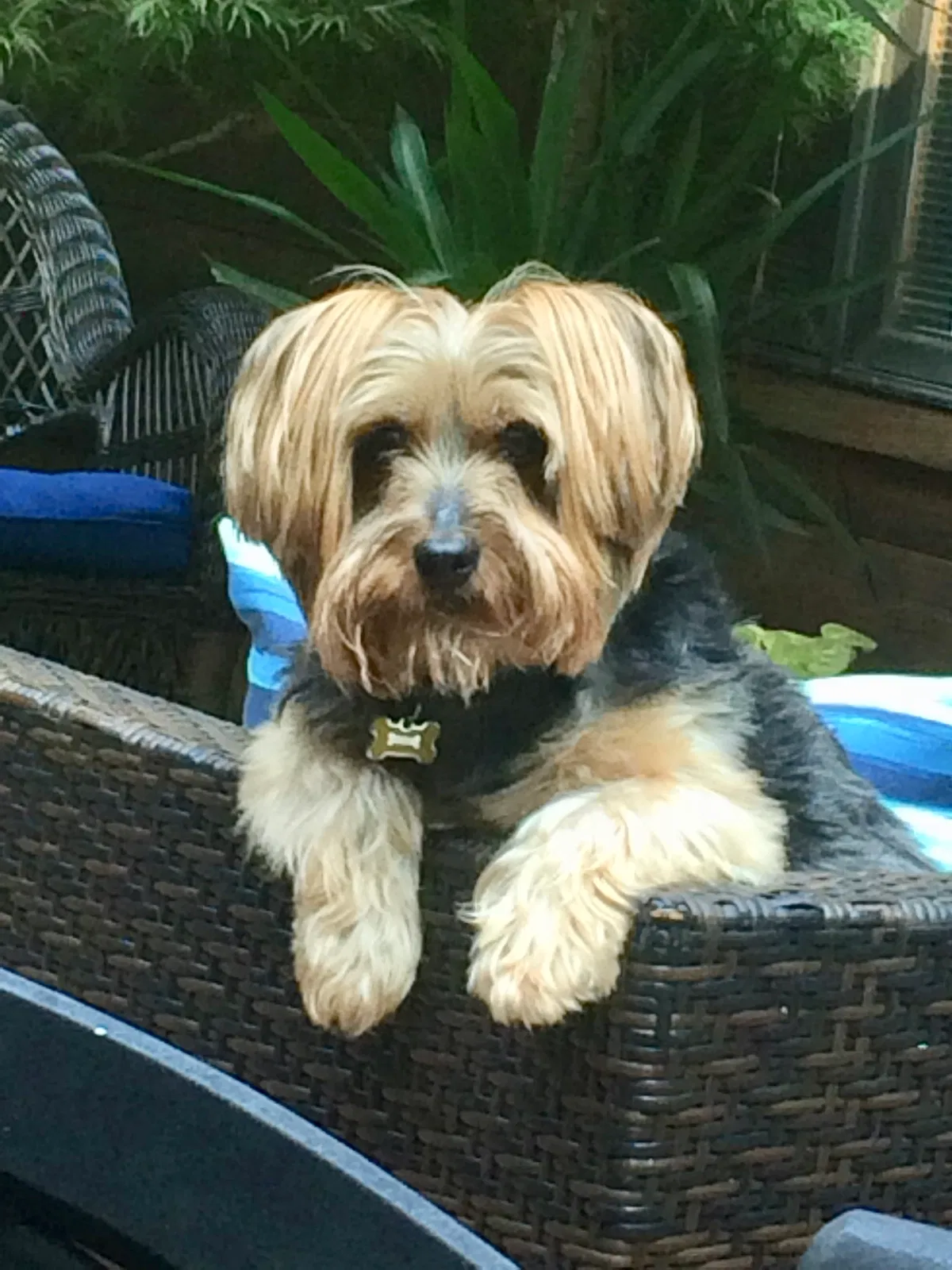Lost dog in Durham, NC, 27701