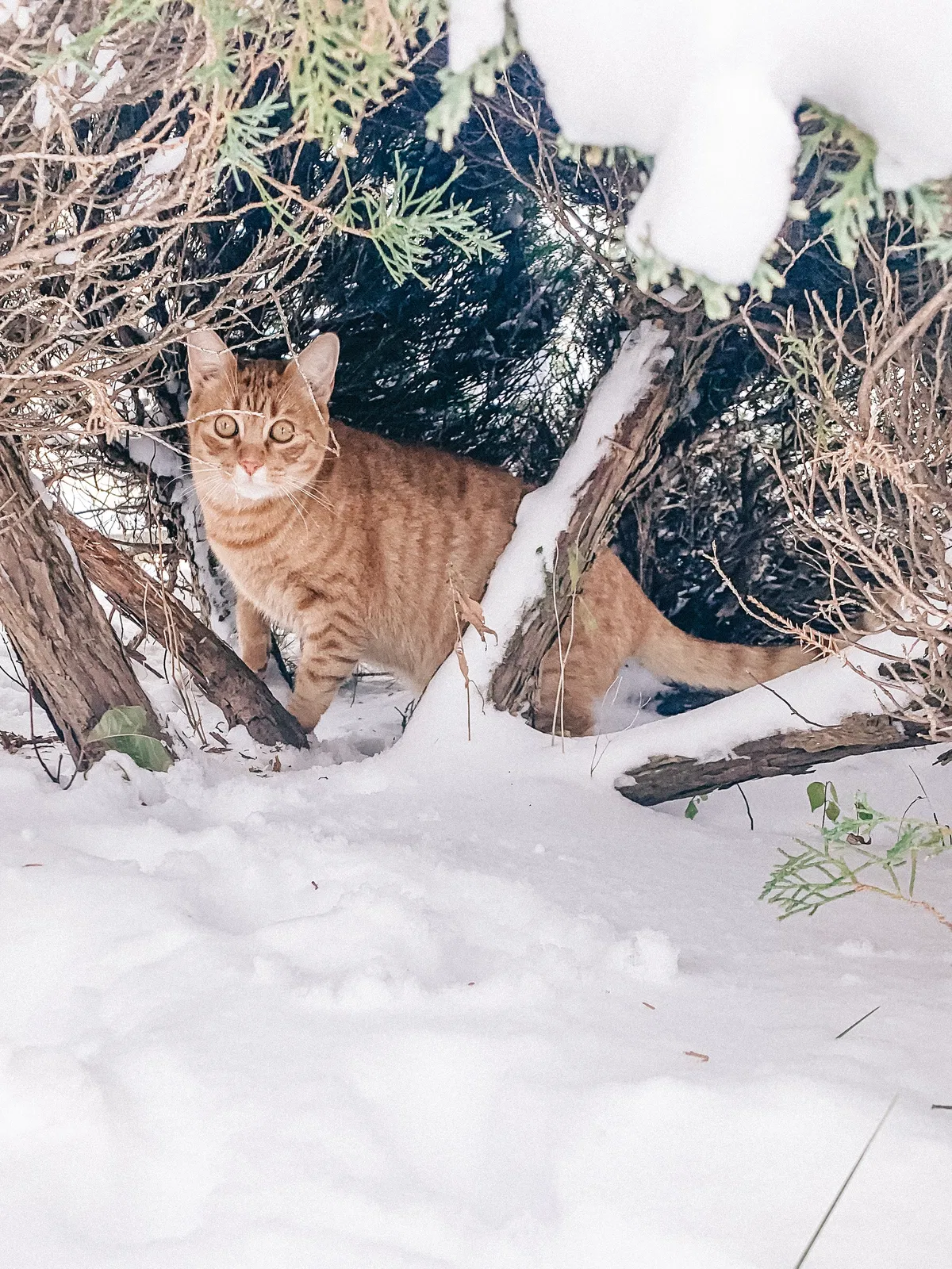 Lost cat in Scarborough, ME, 4074