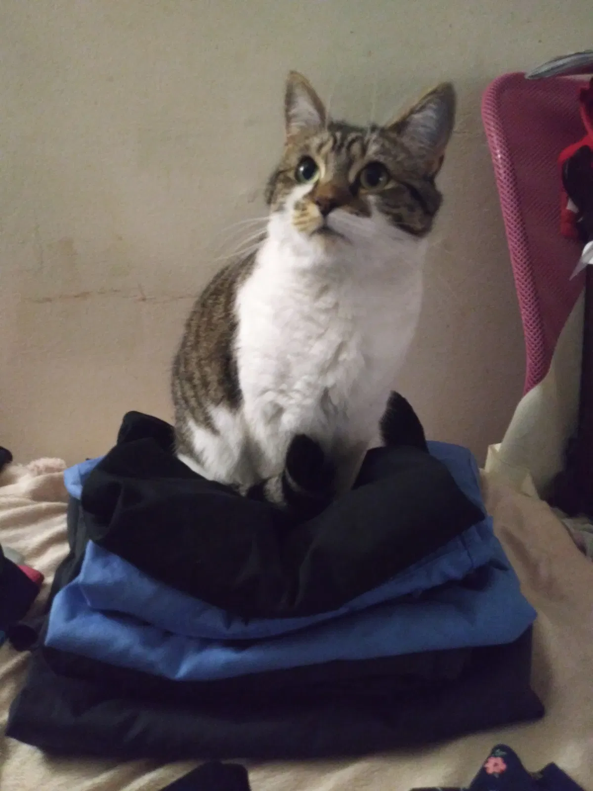 Lost cat in Somers, CT, 6071