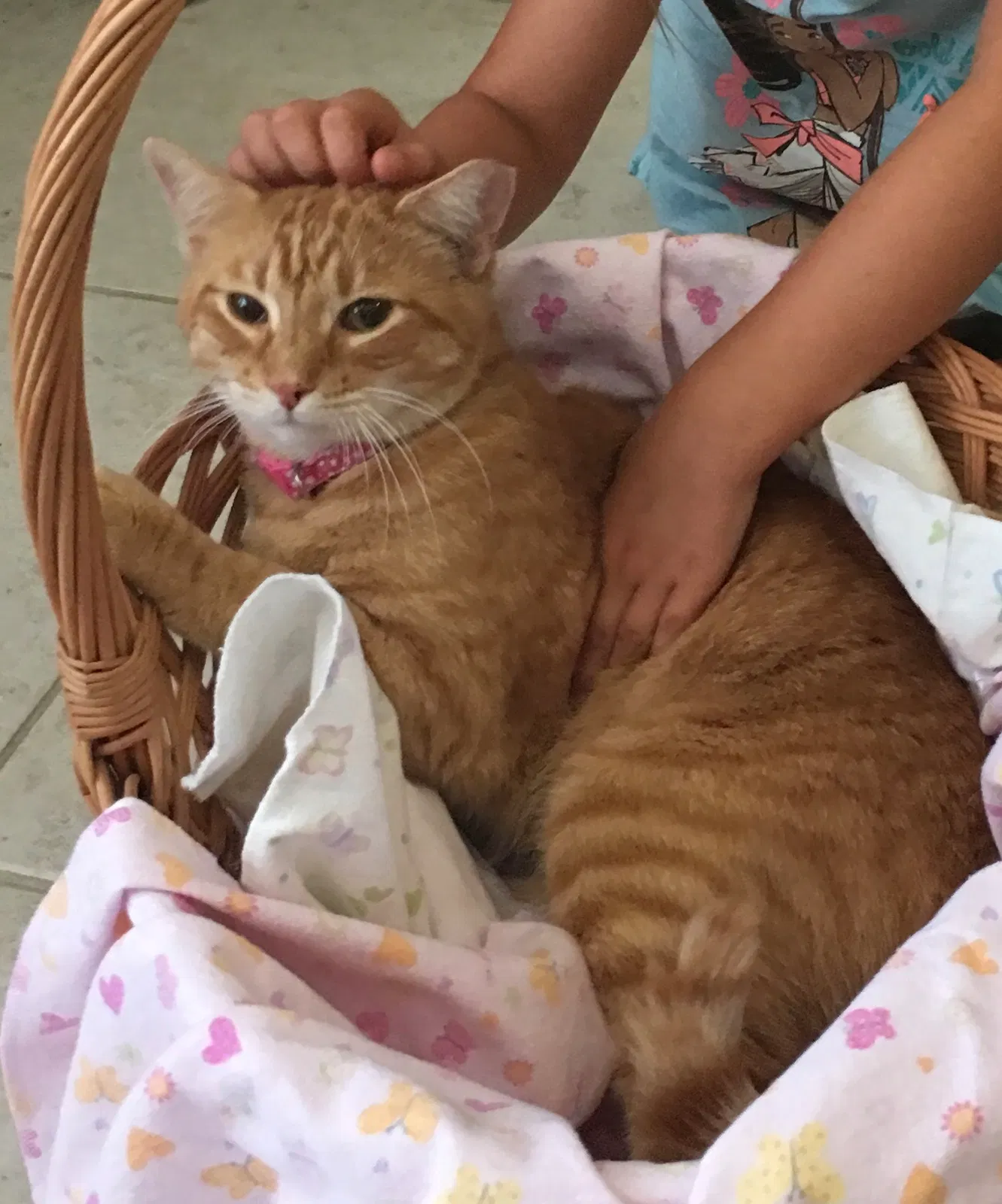 Lost cat in Nokomis, FL, 34275