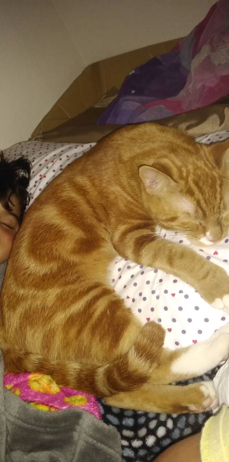 Lost cat in Portland, OR, 97222