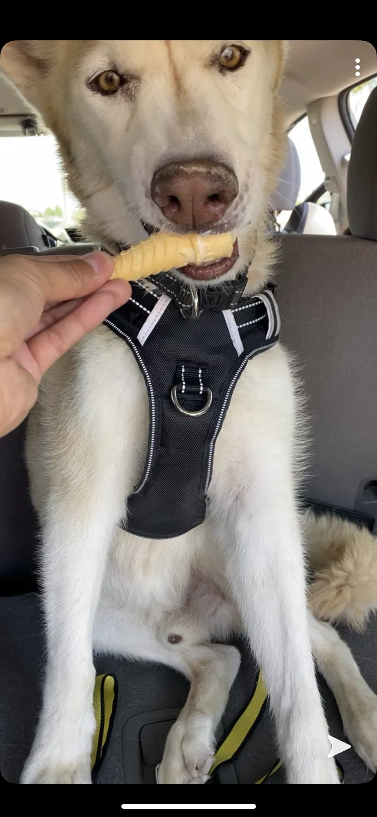 Lost dog in Las Cruces, NM, 88005
