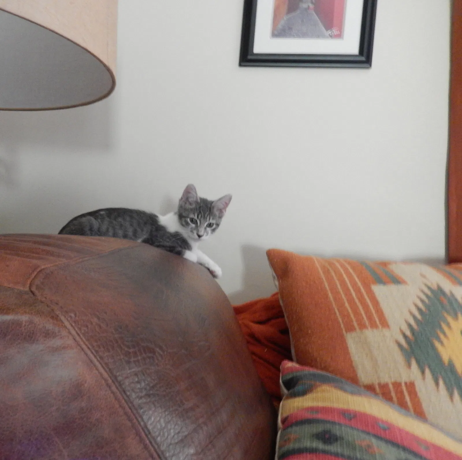 Lost cat in Waxhaw, NC, 28173