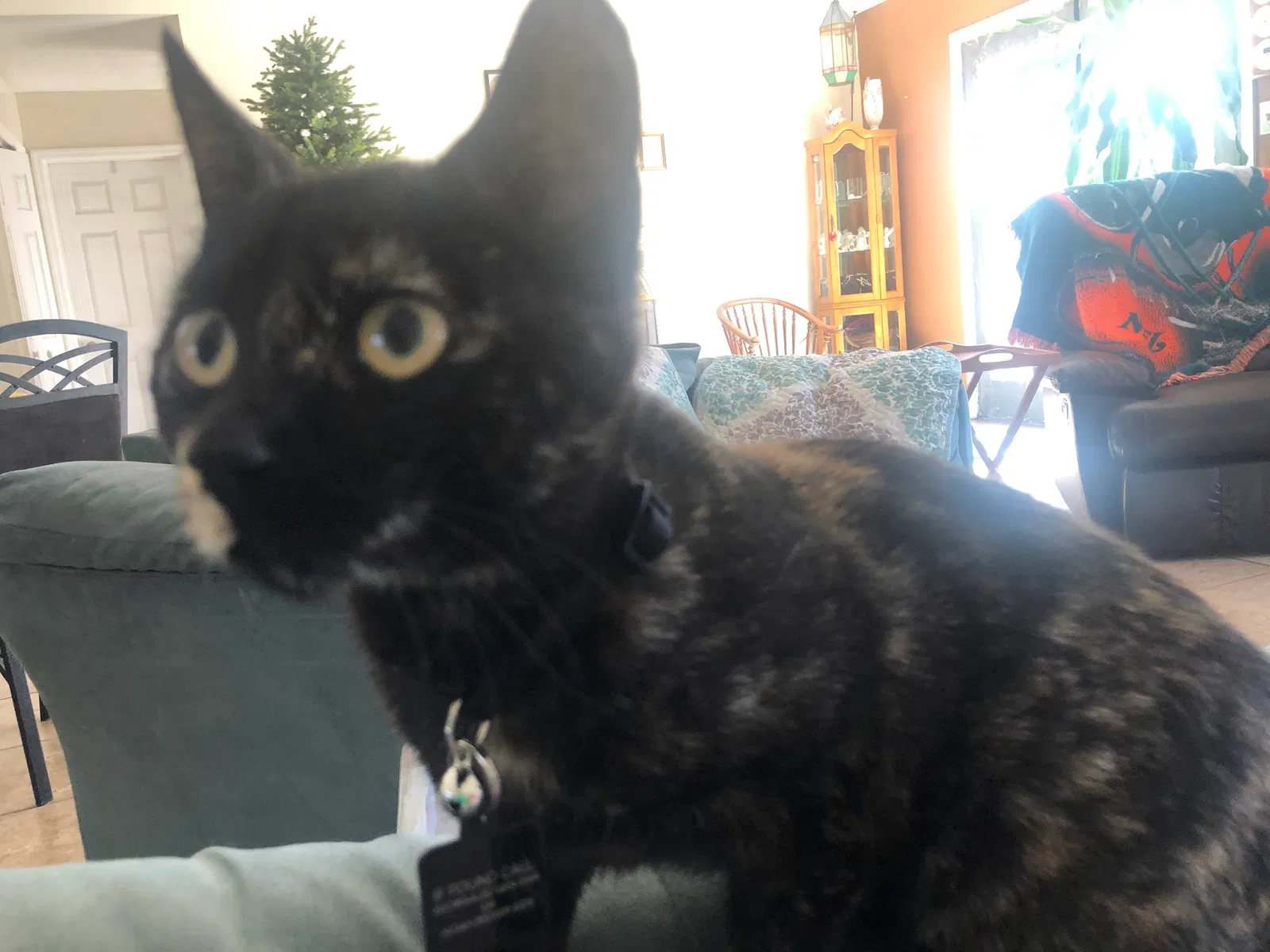 Lost cat in Tallahassee, FL, 32309