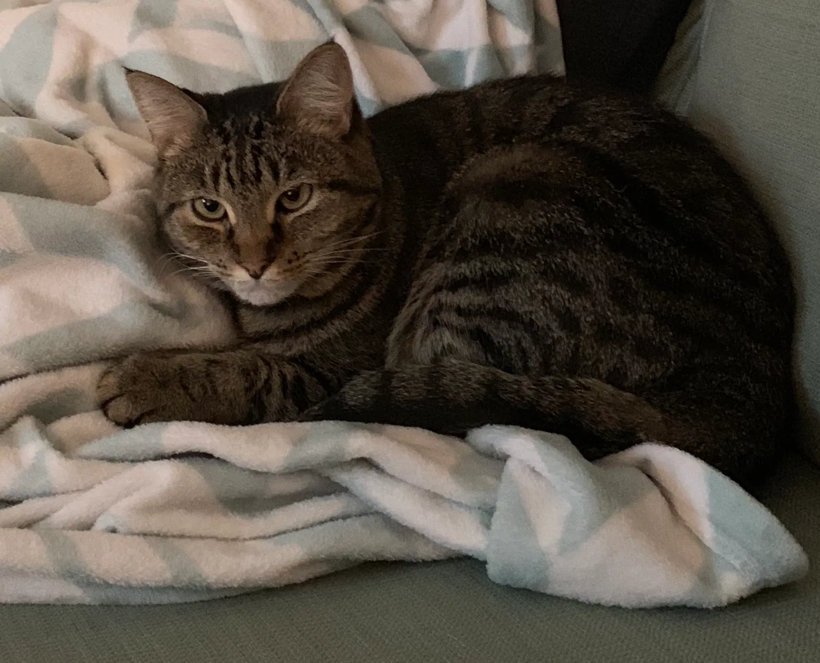 Lost cat in Davidson, NC, 28036
