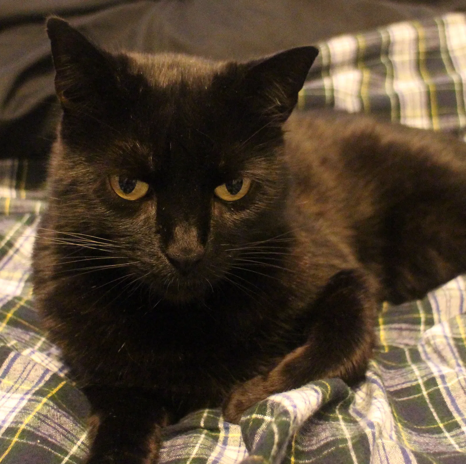 Lost cat in Santa Cruz, CA, 95060