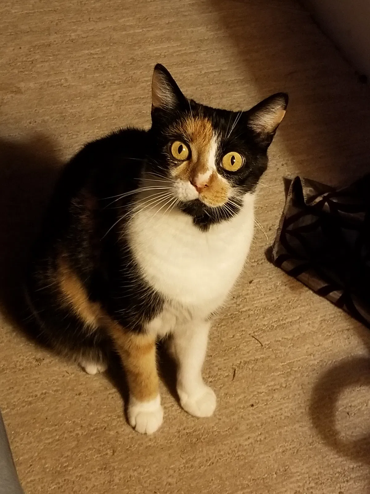 Lost cat in Soquel, CA, 95073
