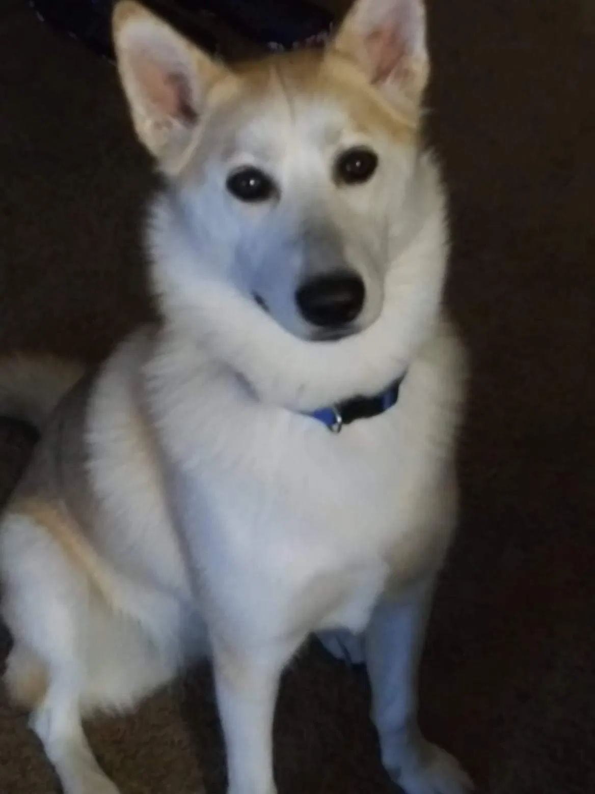 Lost dog in Tacoma, WA, 98408