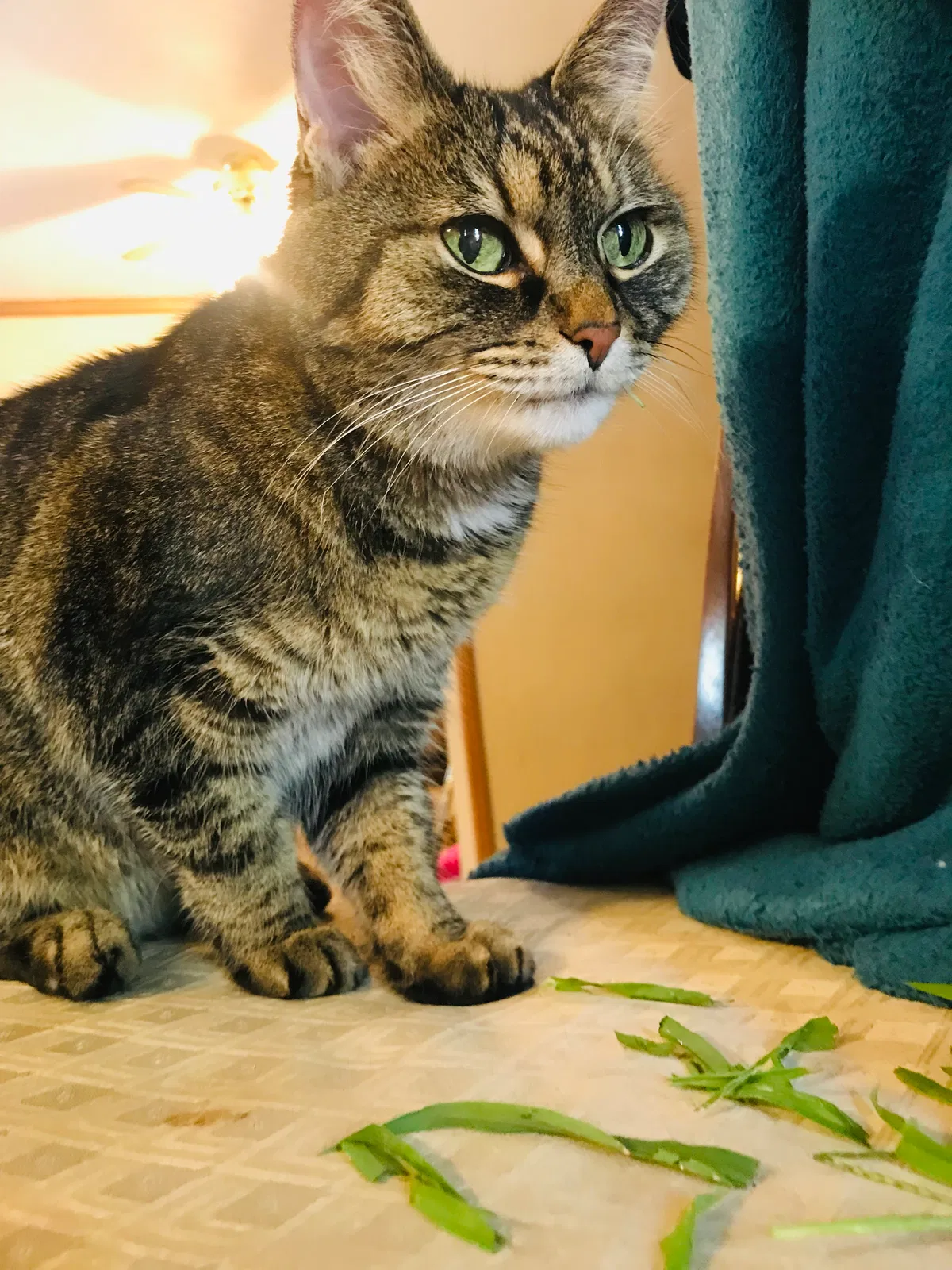 Lost cat in Akron, OH, 44312