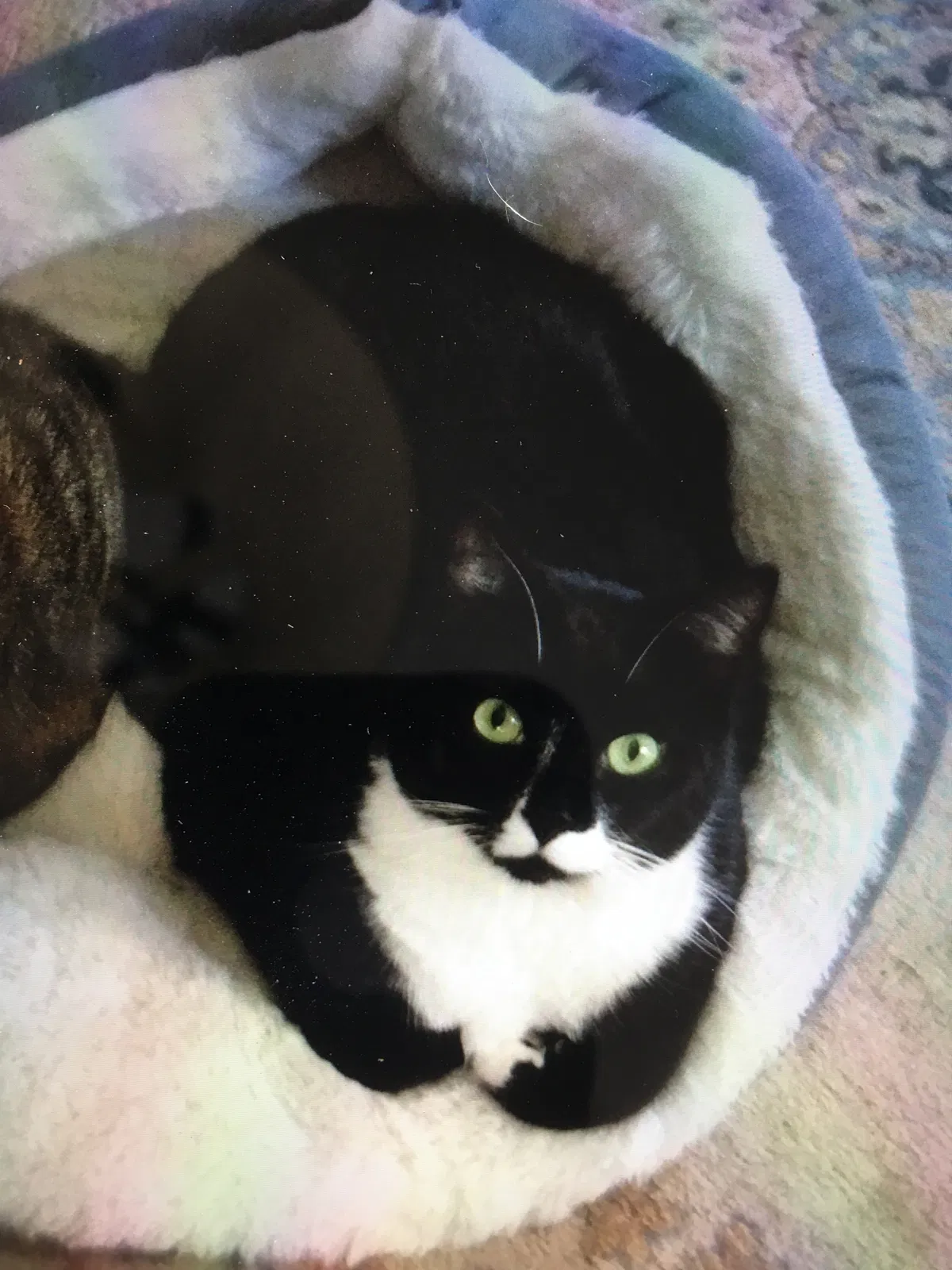 Lost cat in Warrington, PA, 18976