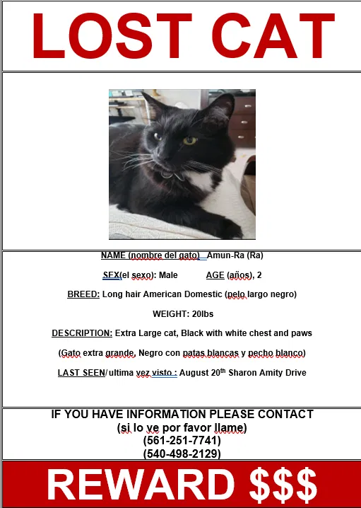 Lost cat in Charlotte, NC, 28212