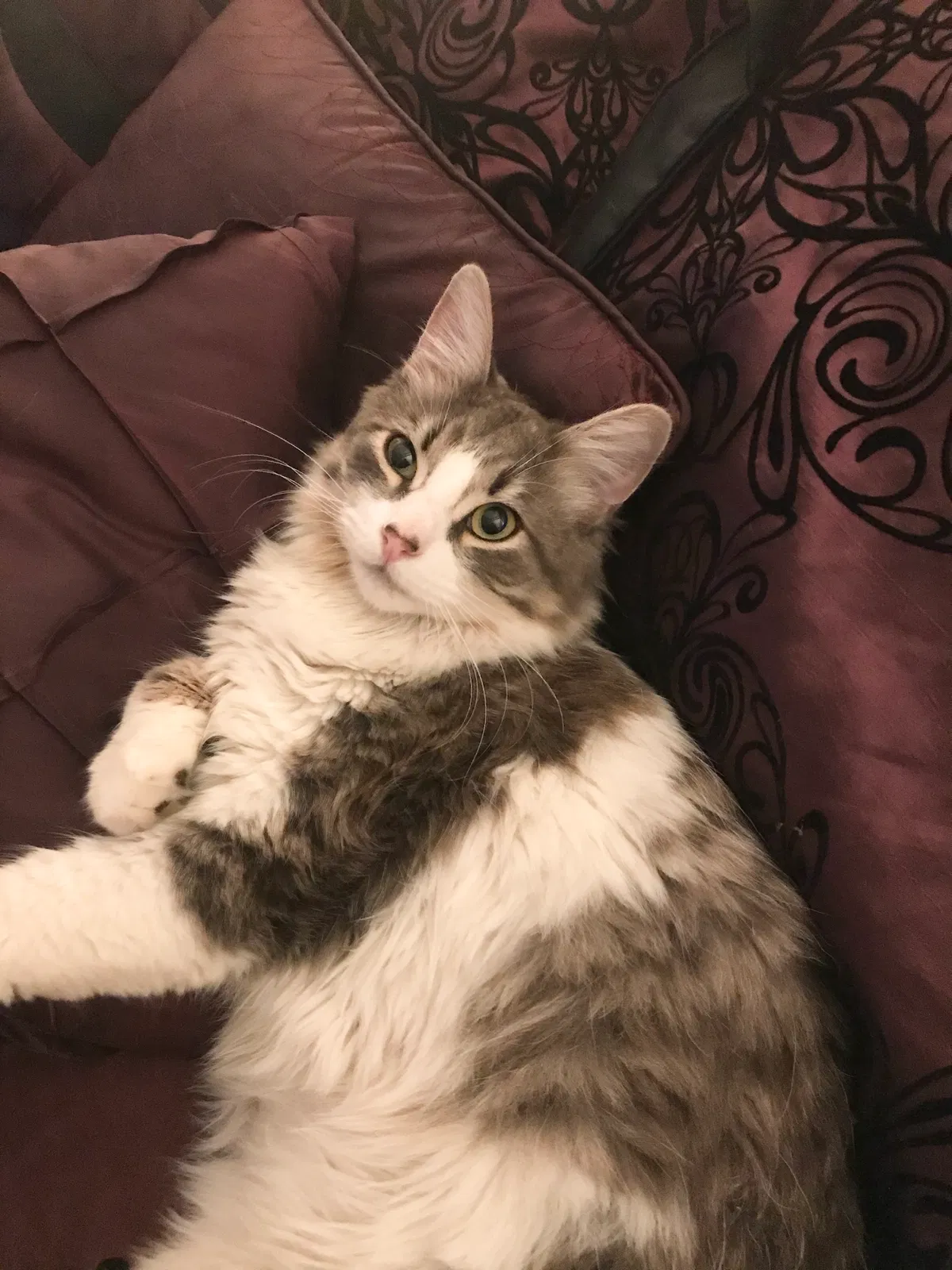 Lost cat in Fontana, CA, 92335