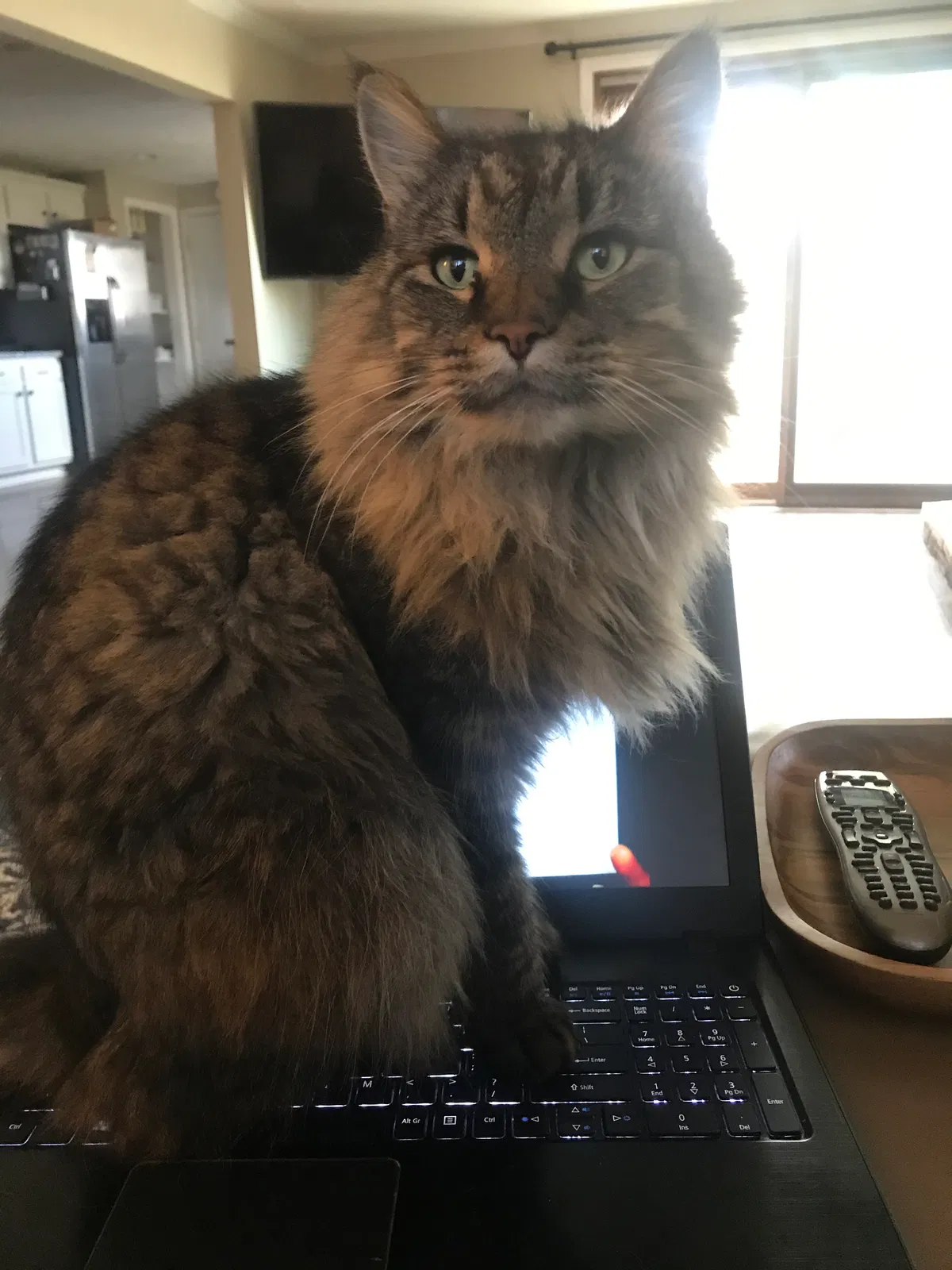 Lost cat in Noblesville, IN, 46060