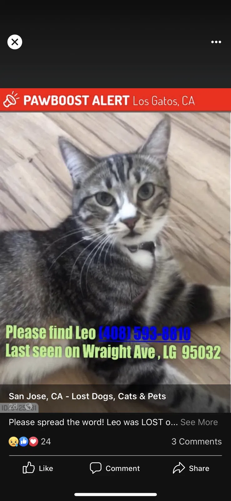 Lost cat in Los Gatos, CA, 95032