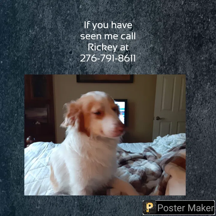 Lost dog in Bristol, VA, 24201