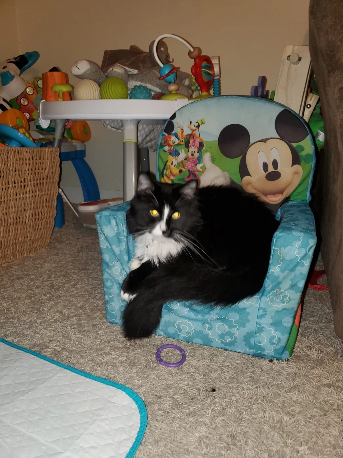 Lost cat in Westerville, OH, 43081