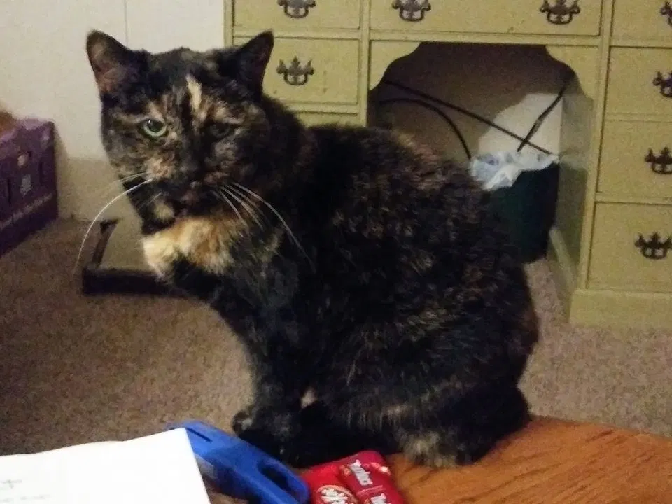 Lost cat in Flint, MI, 48507