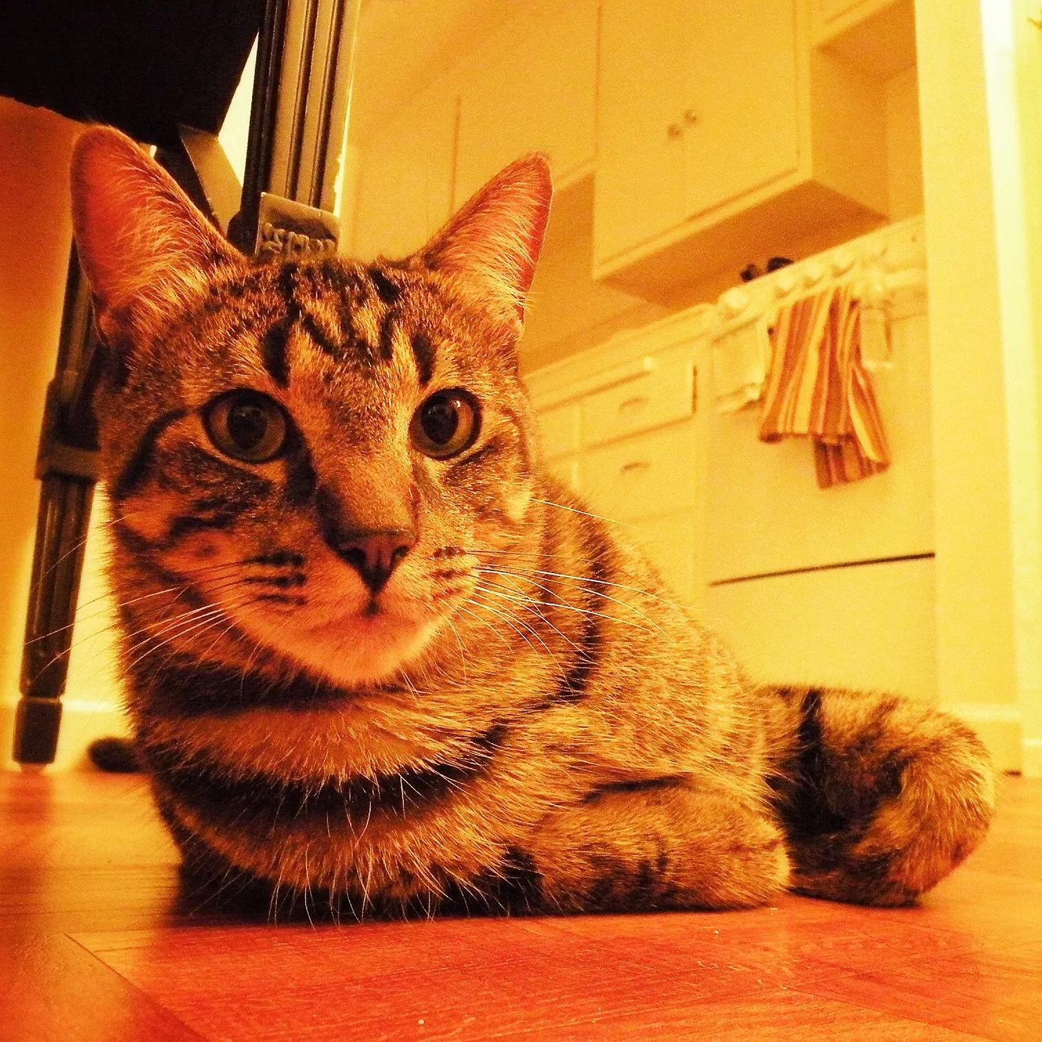 Lost cat in Arroyo Grande, CA, 93420