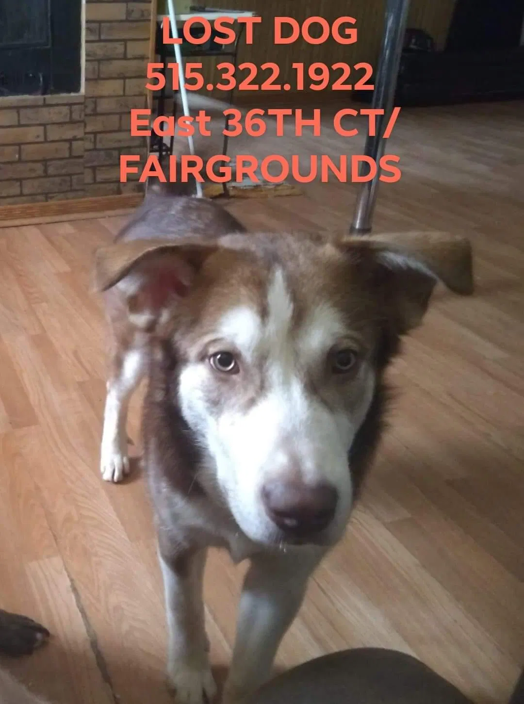 Lost dog in Des Moines, IA, 50317