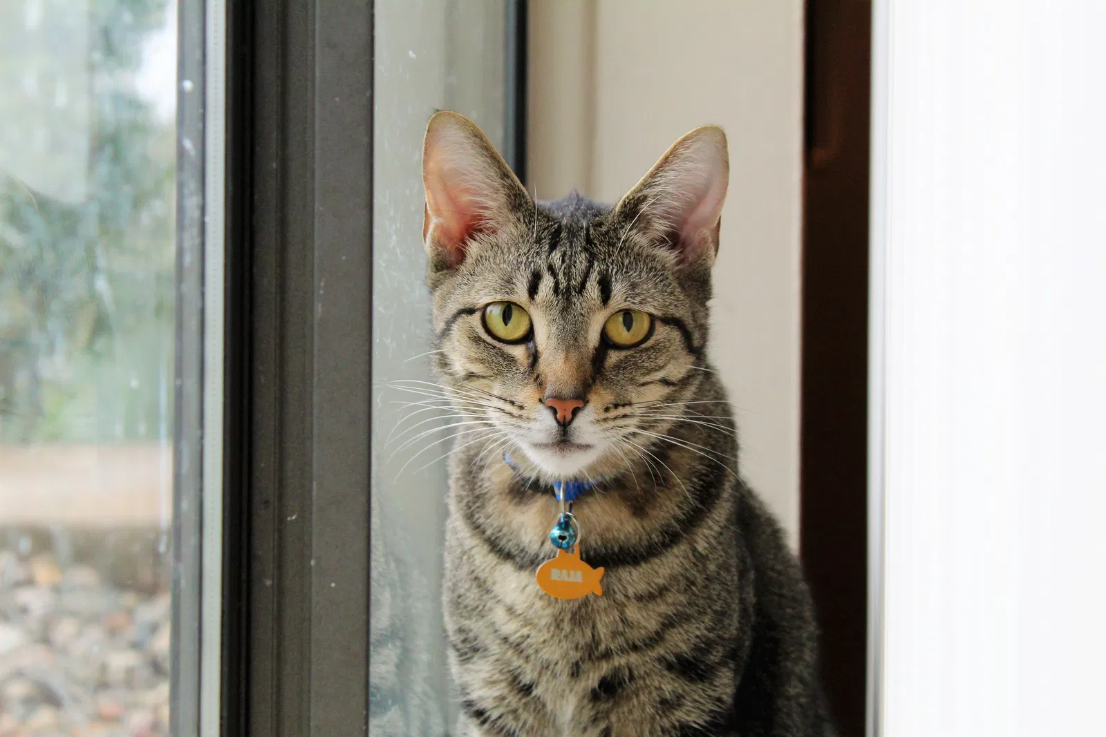 Lost cat in Otsego, MI, 49078