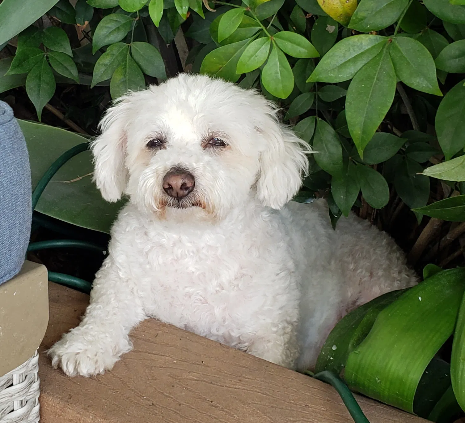 Lost dog in Prather, CA, 93651