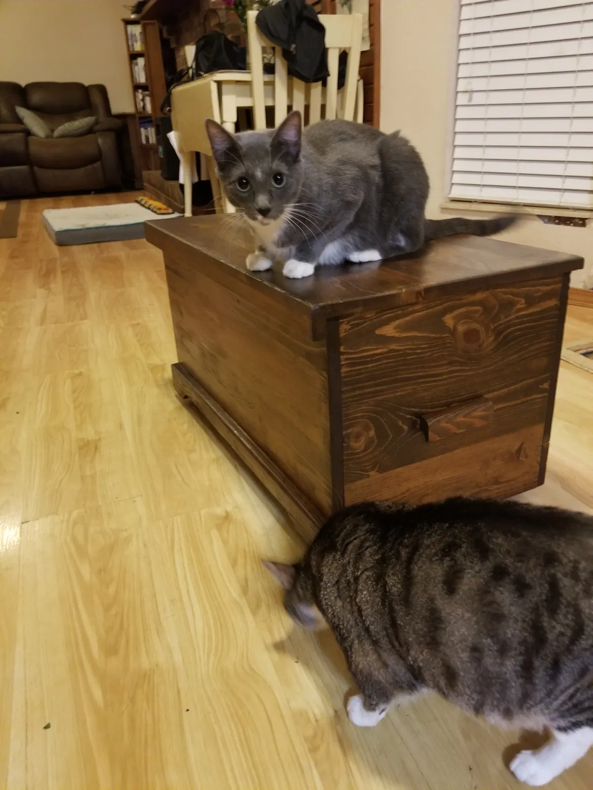 Lost cat in Springfield, MO, 65807