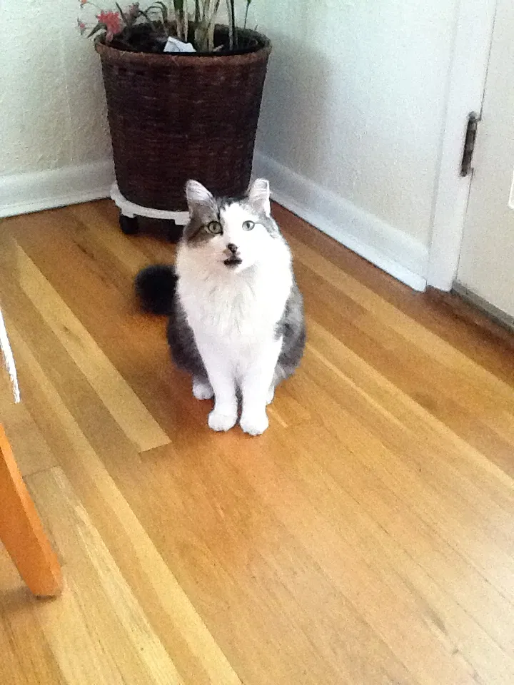 Lost cat in Denver, CO, 80214