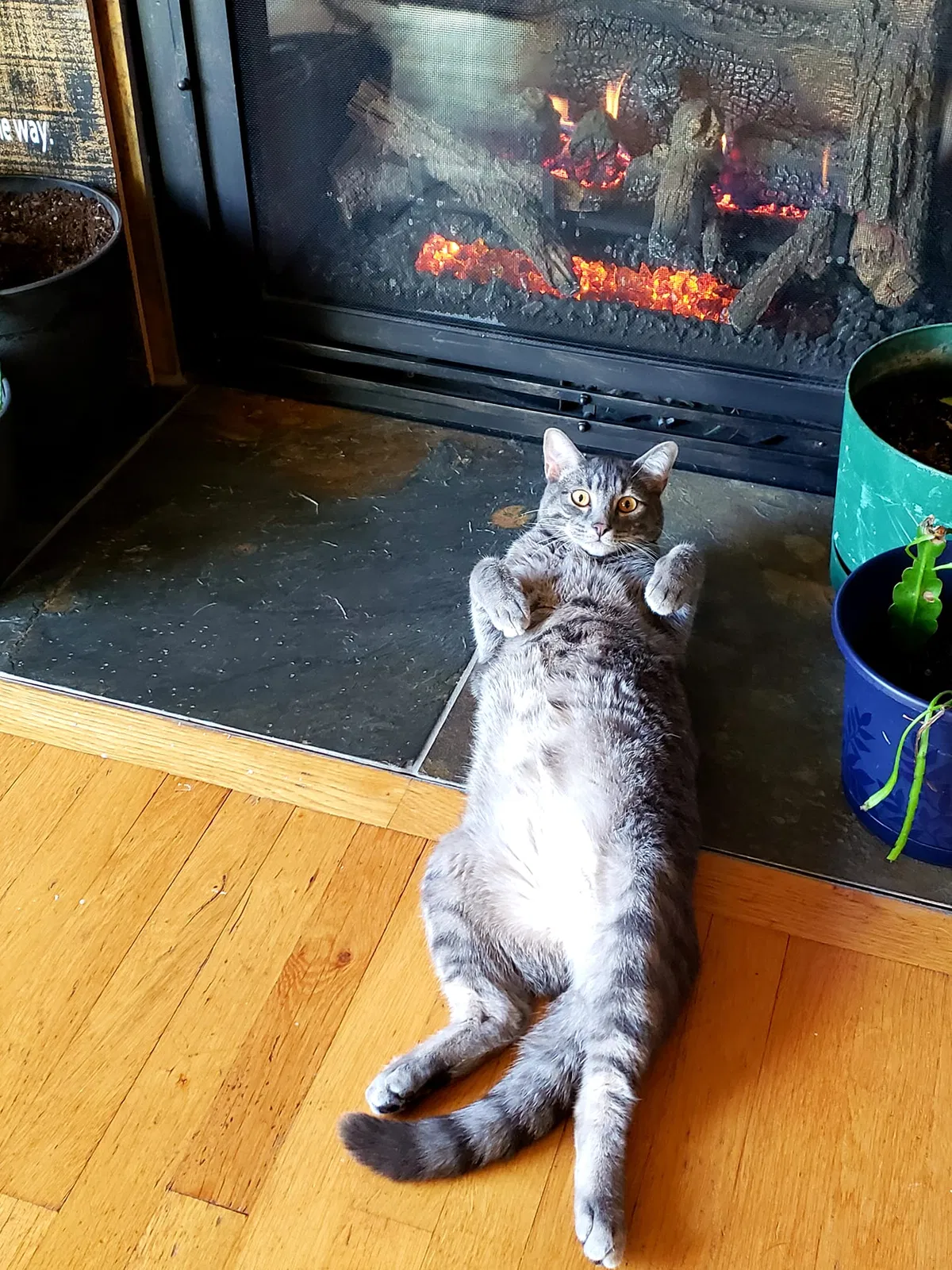 Lost cat in Renton, WA, 98056