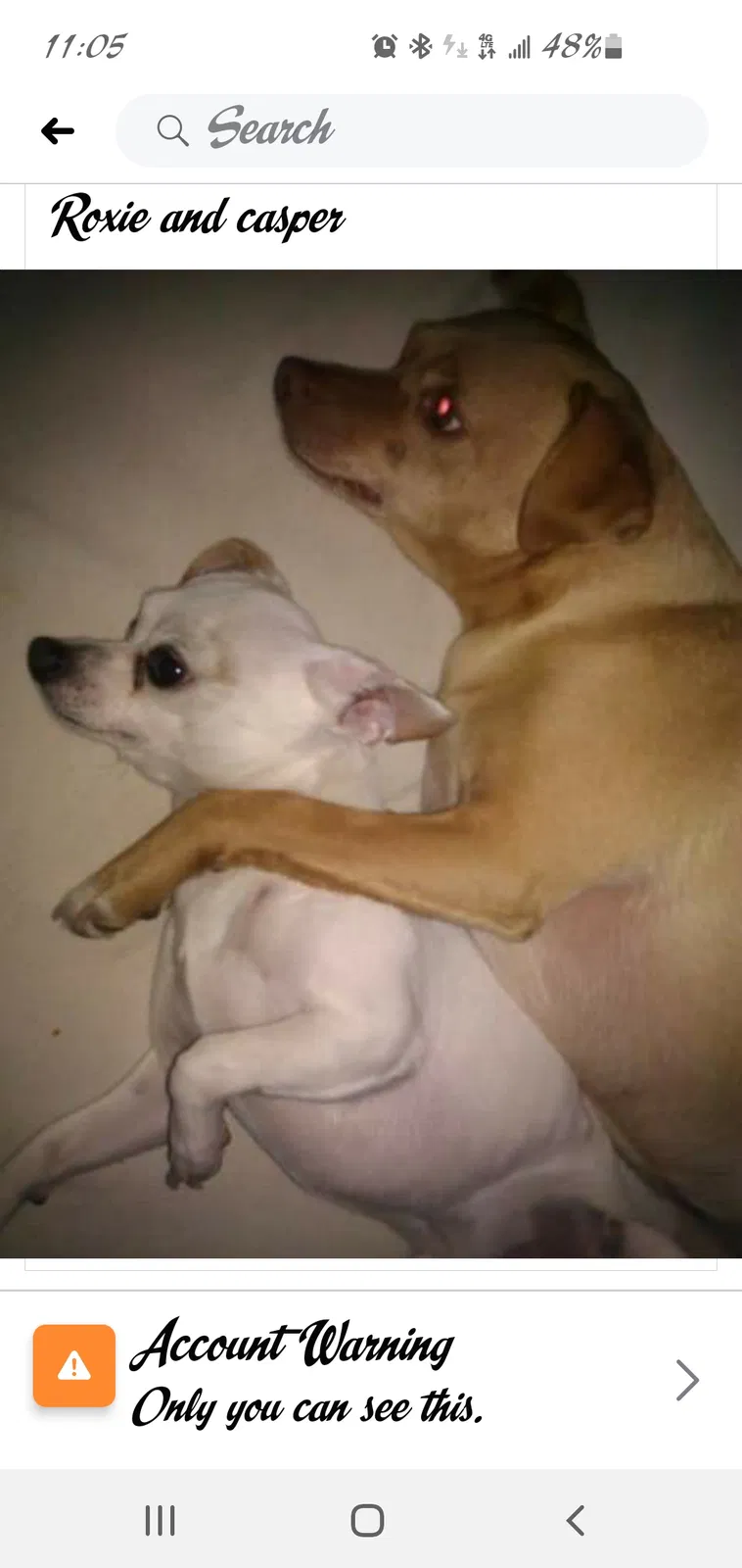 Lost dog in Ontario, CA, 91761
