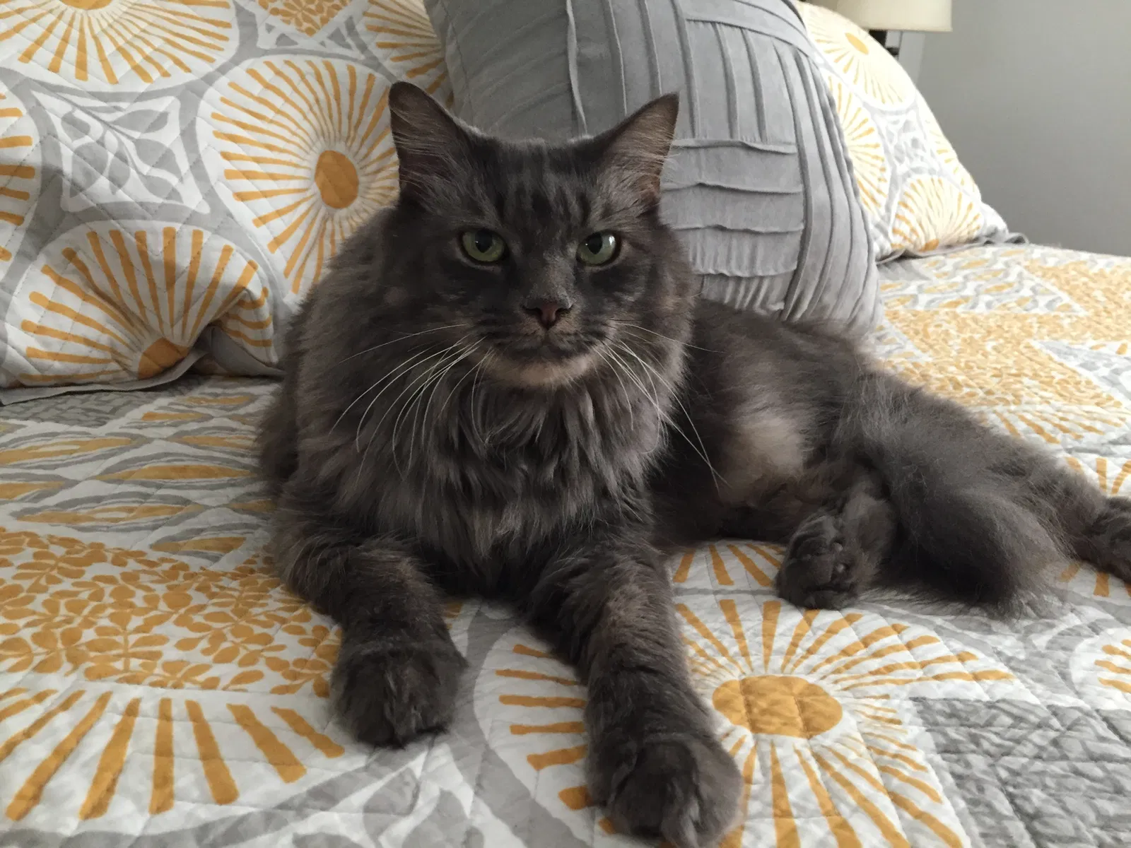 Lost cat in Lawrenceville, GA, 30043